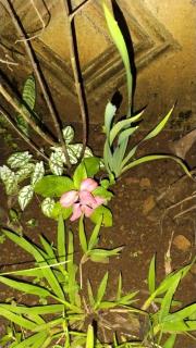 La Fortuna Brisas del Recuerdo - 8