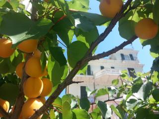 Villa Virginia - Bordighera - 7
