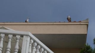 Apartment Gevera - 5