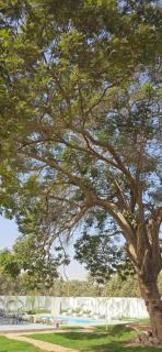 Nakhil Pyramids Resort - 9