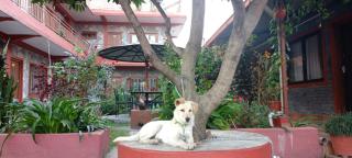 Pokhara Metro Eco Hotel - 4