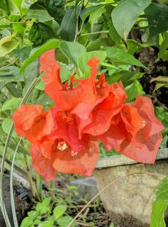 Tetebatu River Side BUNGALOWs - 5