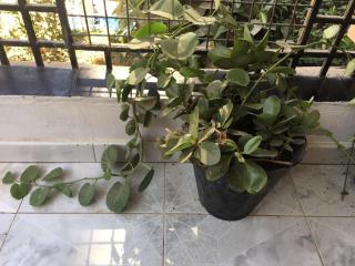 Luxury house, near to airport, AC, Wifi - 3