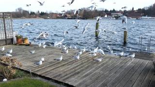 FeWo Direkt Am See - Malchow - Malchow - 3