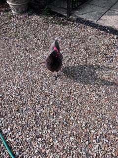 One Charming Bedroom 4 Poster Bed, Christmas Rural Retreat & Alpacas in Dorset - 9