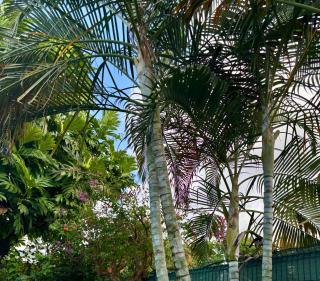 Habitation Baliache - Maison créole avec jardin privatif, plage à 200m - 6