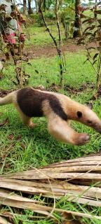 Cabins yafeth osa drake bay - 1