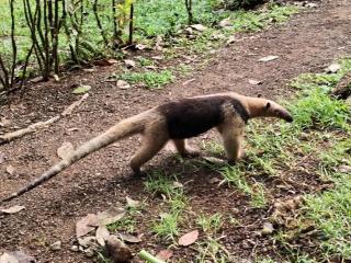 Cabins yafeth osa drake bay - 6