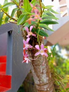 Allan Guest Mirissa - 1