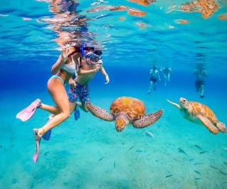 Sea Life Souvenirs & Tours - 0