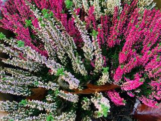 Apartment mit Garten - Garden view - Kleinmachnow - 7