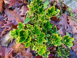 Apartment mit Garten - Garden view - Kleinmachnow - 6