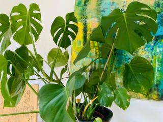 Apartment mit Garten - Garden view - Kleinmachnow - 1