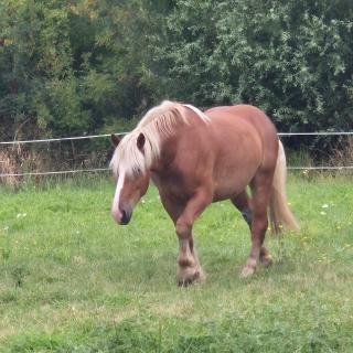 Chambre d'hôtes Les Loges - 1