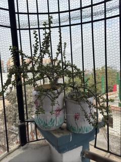 Shivalay - Home away from Home - 9