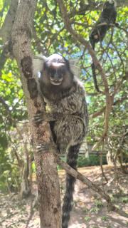 Flat na Fazenda Monte Castelo Gravatá - 1