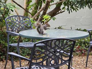 Stellenbosch Cottage, House & Garden of your own - 6