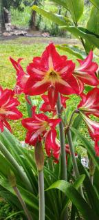 Finca Campestre Rancho Alegre - 1