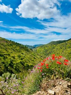 La Mimosa, beautiful villa with swimming pool and sea view - 8
