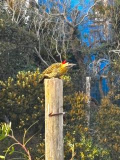 Senda Marina Aparto Hotel - 6