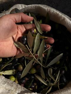 Vino y arte del sol - 8