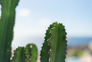 Penthouse Amarilla Golf - 7 pools- - 3