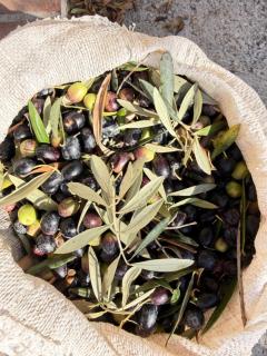 Vino y arte del sol - 9