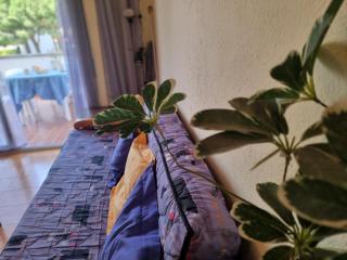 Apartamento de 3 habitaciones con terraza cerca de la playa - HISP-236-75 - 3