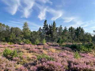 Unique Location On A Large Sunny Natural Plot - 5