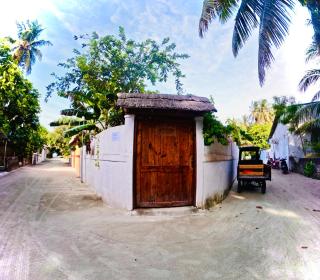 White Tern Maldives - 9
