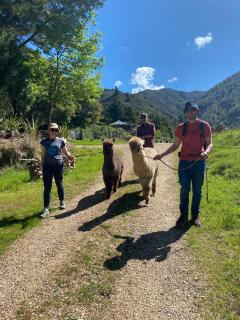 Alpacas Off Grid - Treehouse and Hut - 4