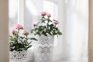 Hafennest Greetsiel für bis zu 4 Personen - direkt am Hafen - Haustiere herzlich willkommen - 1