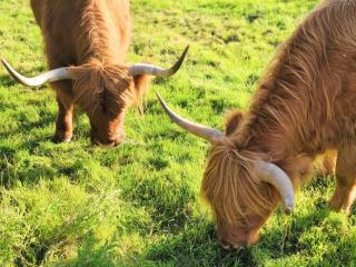 5 Bed in Clenchwarton 96250 - 8