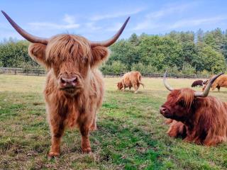 5 Bed in Clenchwarton 96250 - 9