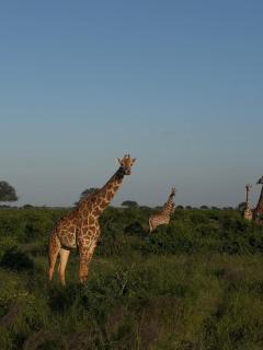 Villa Peponi Royale Watamu - 6