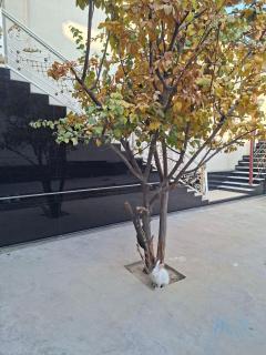 Ramzan Guest House - Samarkand - 1