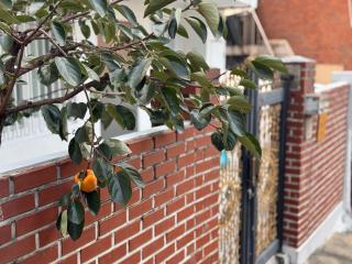 stay young - Seoul - 1