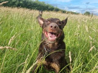 The old cow shed - 5