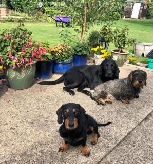 Home Thyme Holding - 9