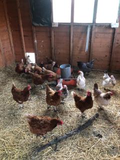 Home Thyme Holding - 6