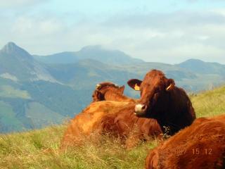 Roulotte Le gîte-ânes - 9