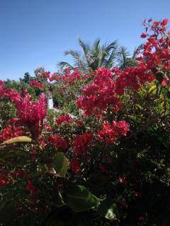 LES BOUGAINVILLIERS - 9