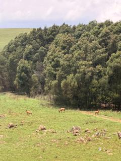 Shalom Mountain & Fly-Fishing Lodge - 5