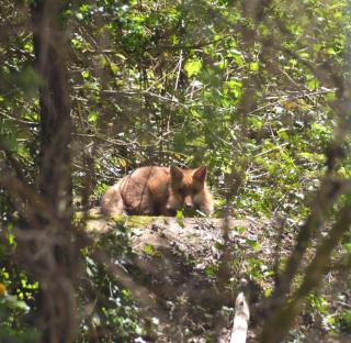 Manoir de Salleviale - 7