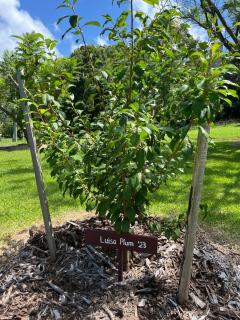 Cedarvale Cottage - 4
