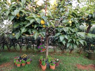 Apartments with parking space Porec - 19657 - 3