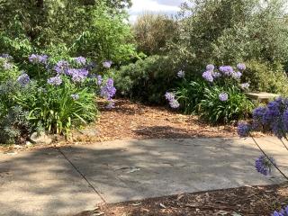 Agapantha Cottage, Country in the City, one bedroom, original art works - 1