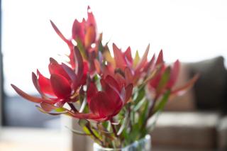 Georges Bay Luxury - 8