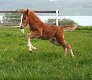 Stornes Gård Guesthouse - 7