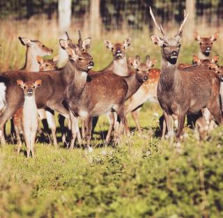 Patience Cottage, an old bothy cottage - 2
